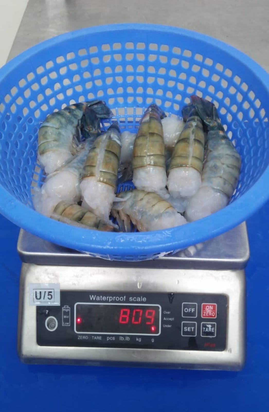 Shrimp Collection